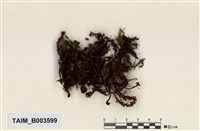 藏品(平肋提燈苔)的圖片